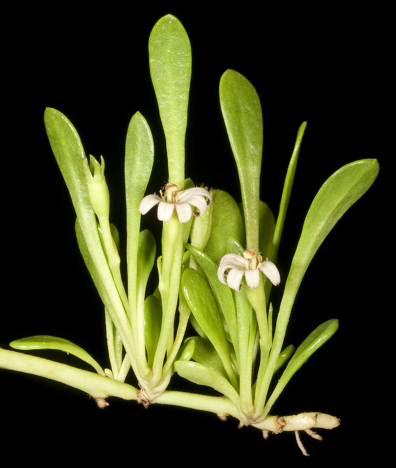 Goodenia Radicans Native Plant (Goodenia radicans)