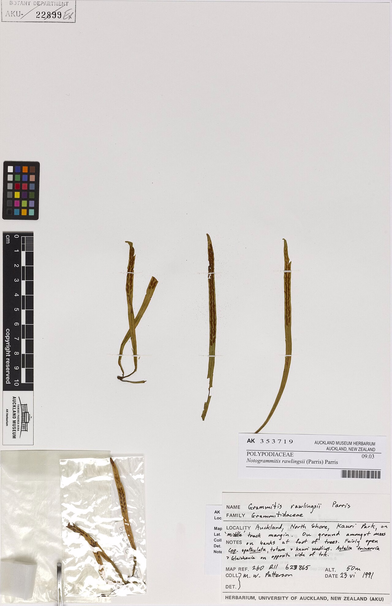 Grammitis rawlingsii (Grammitis rawlingsii)