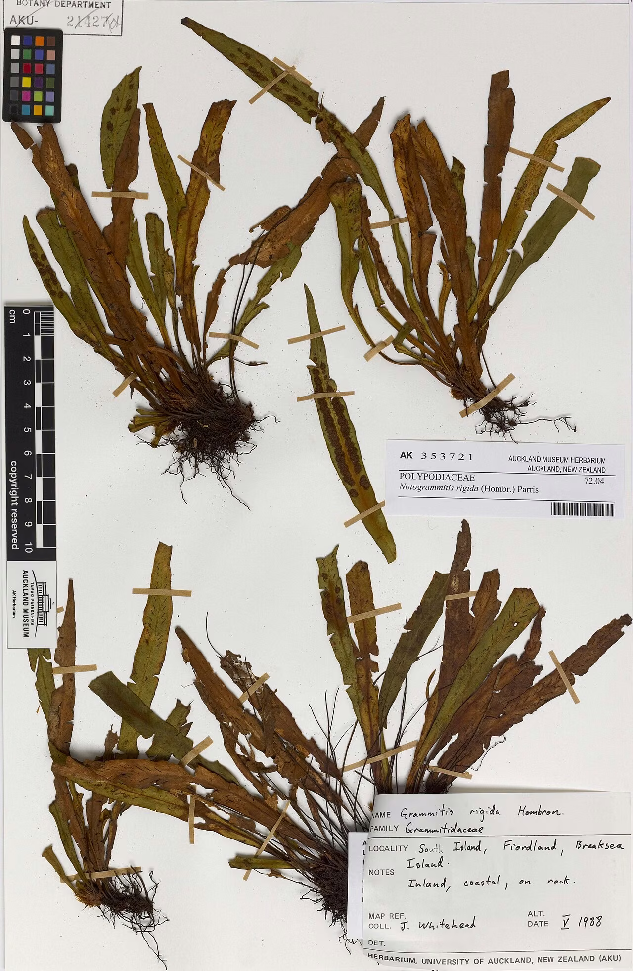 Grammitis rigida (Grammitis rigida)