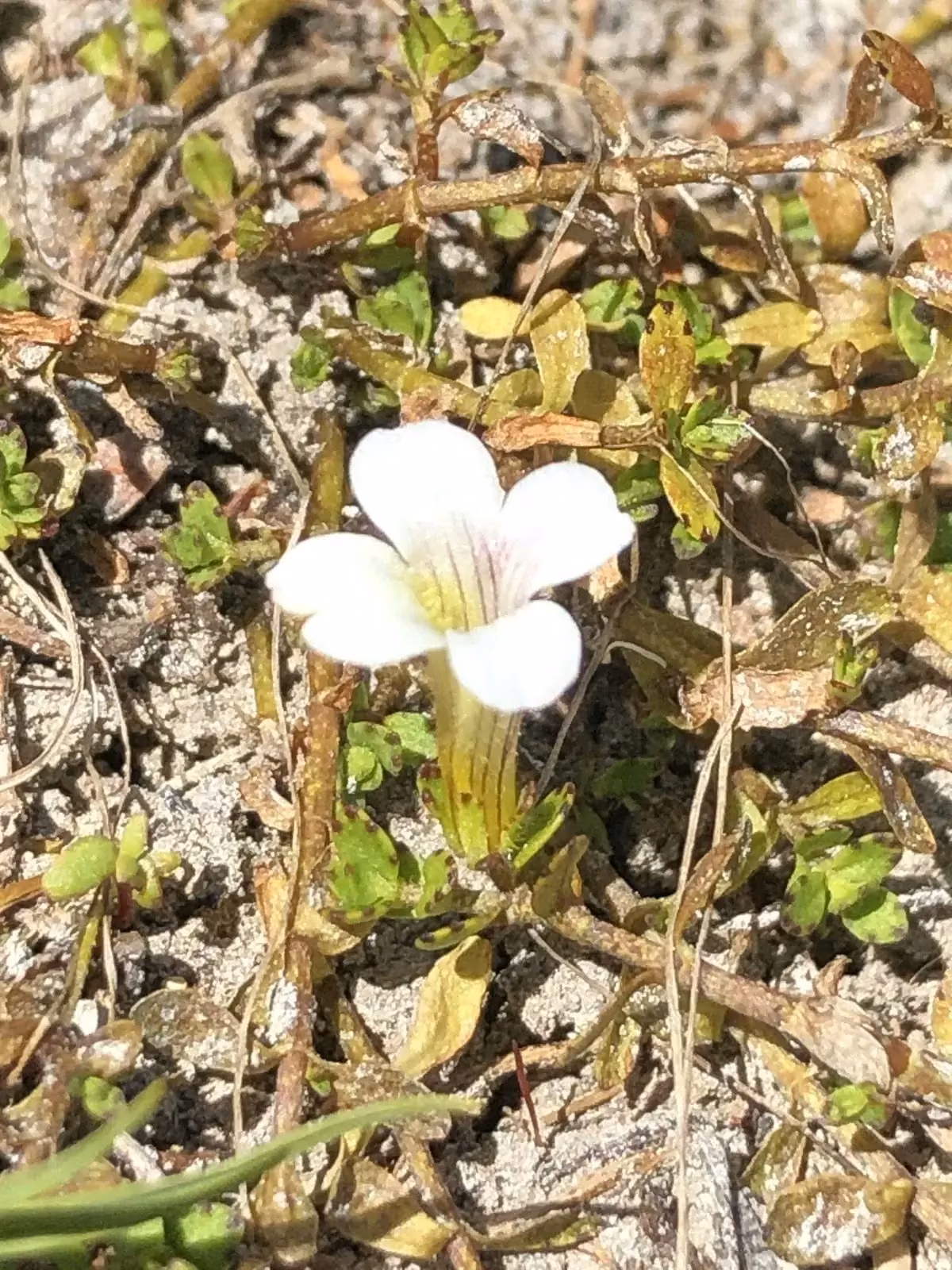 Gratiola Concinna Native Plant (Gratiola concinna)