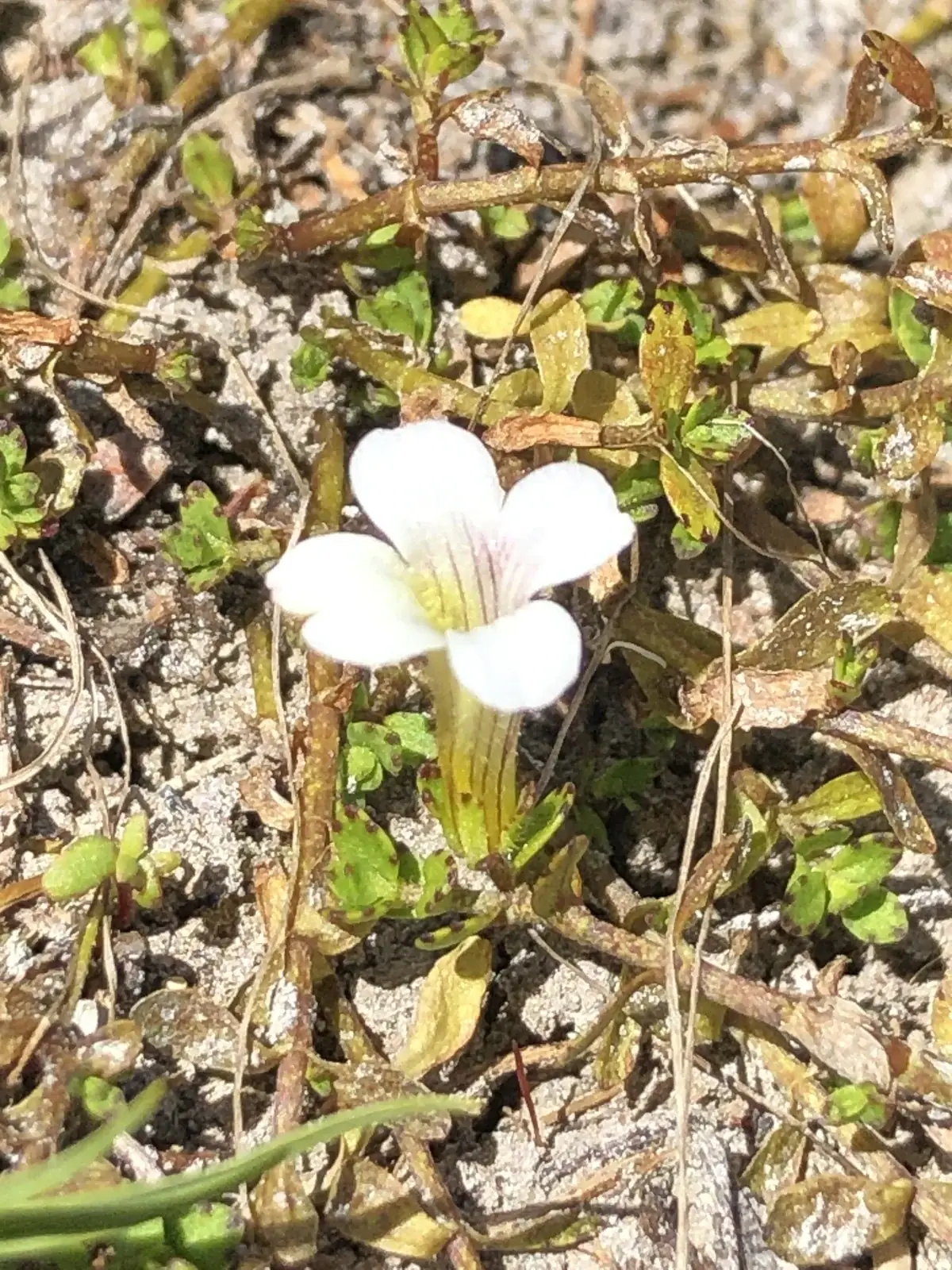 Gratiola Concinna Native Plant (Gratiola concinna)