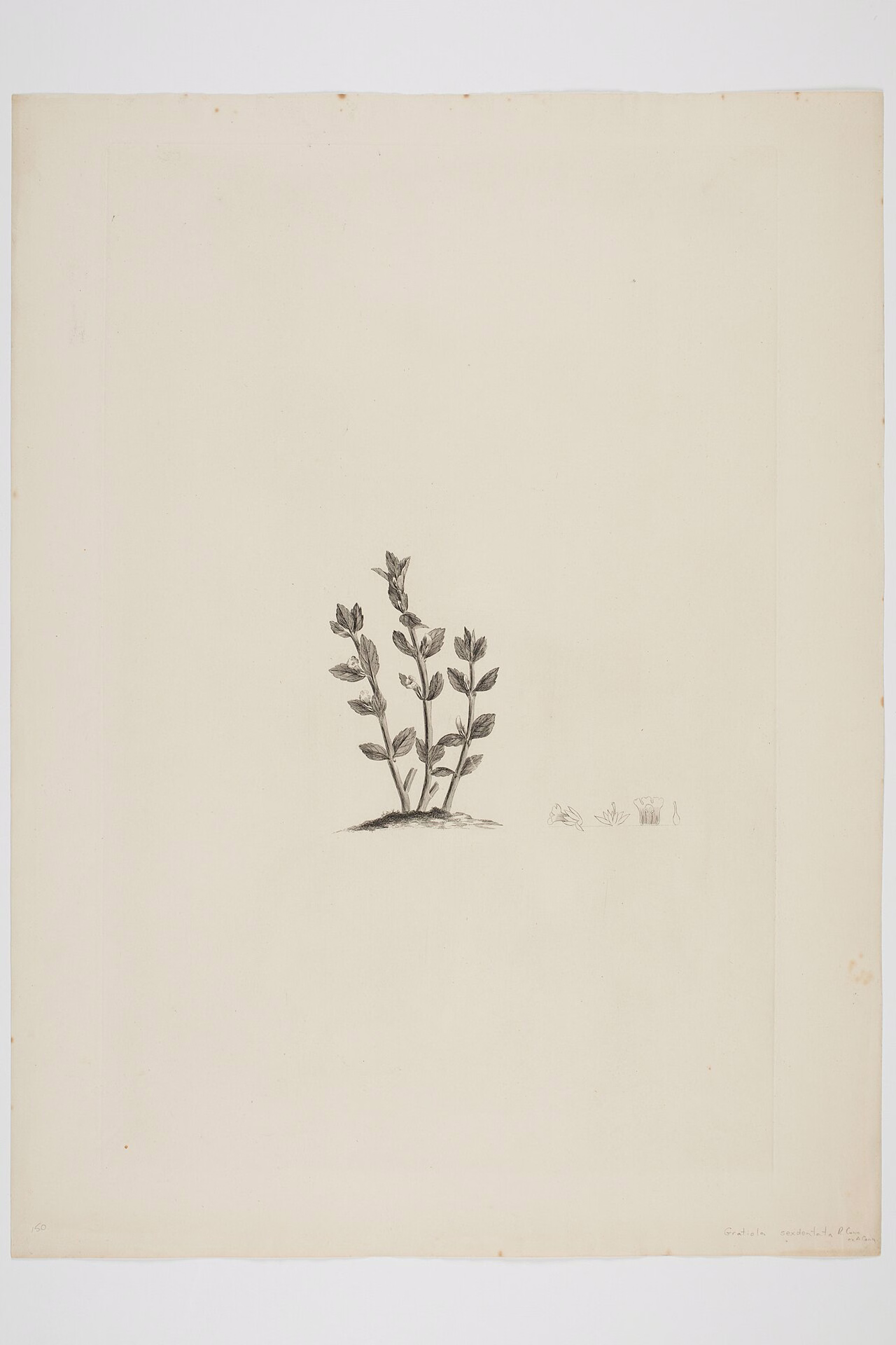 Gratiola sexdentata (Gratiola sexdentata)