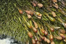 Donn's Grimmia (Grimmia donniana) hero image