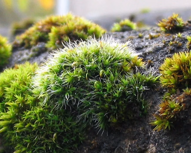 Grey-Cushioned Grimmia (Grimmia pulvinata)