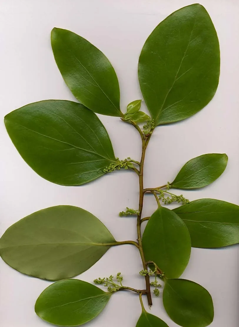 Kapuka (Griselinia littoralis)