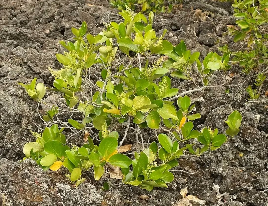 Puka (Griselinia lucida)