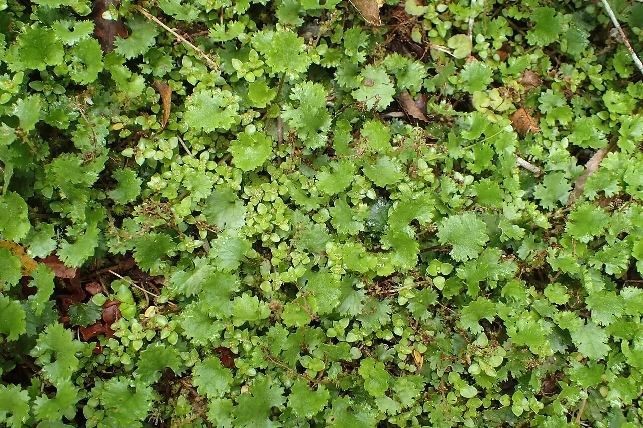 Native gunnera hero image