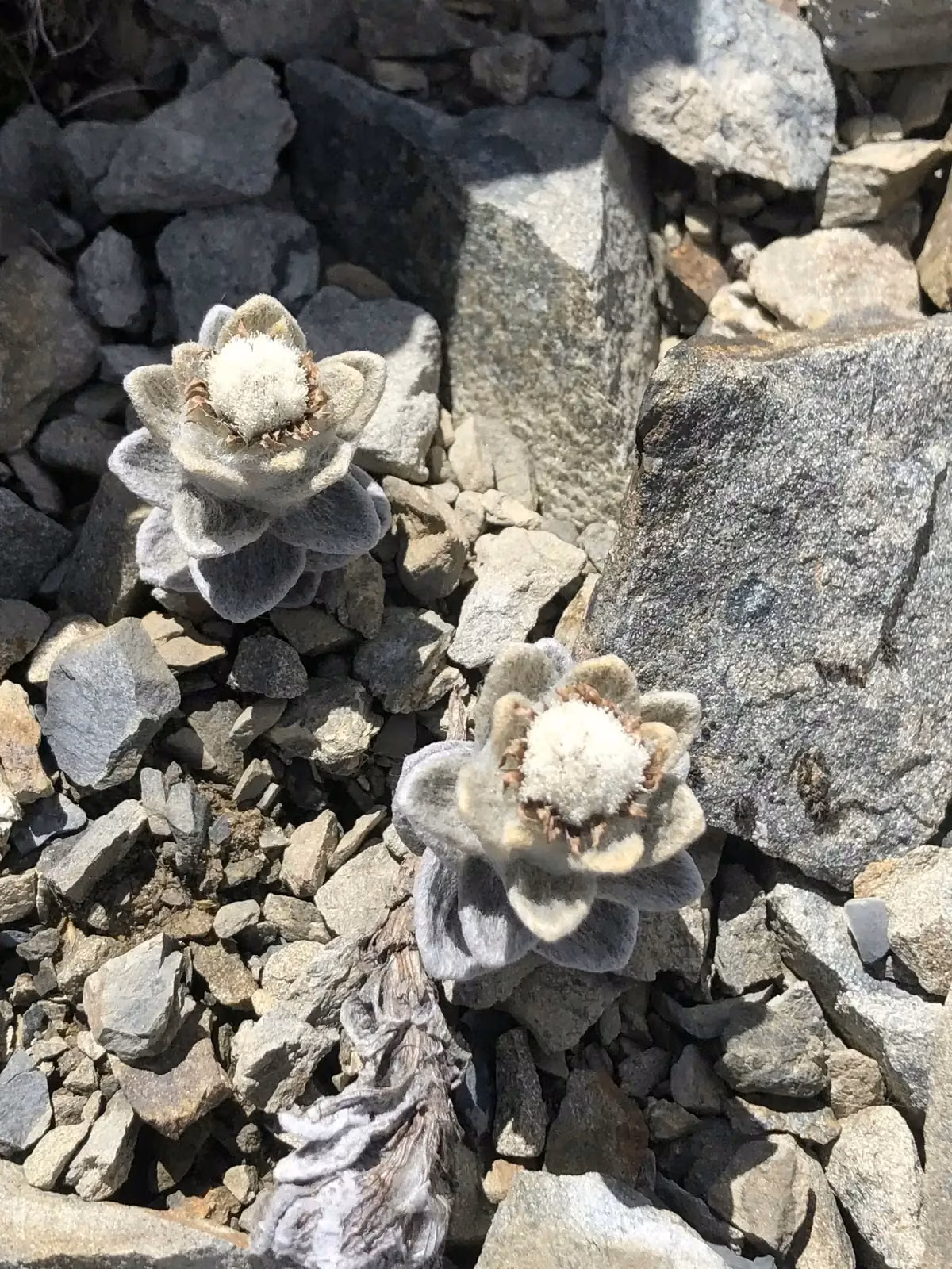 Haastia Sinclairii Native Plant (Haastia sinclairii)