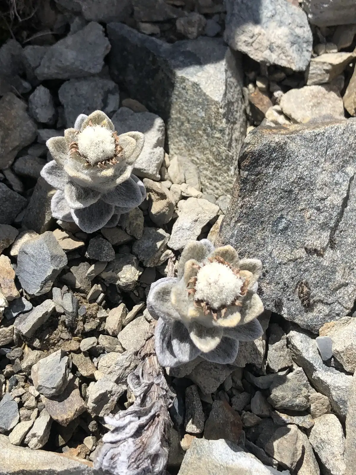 Haastia Sinclairii Native Plant (Haastia sinclairii)