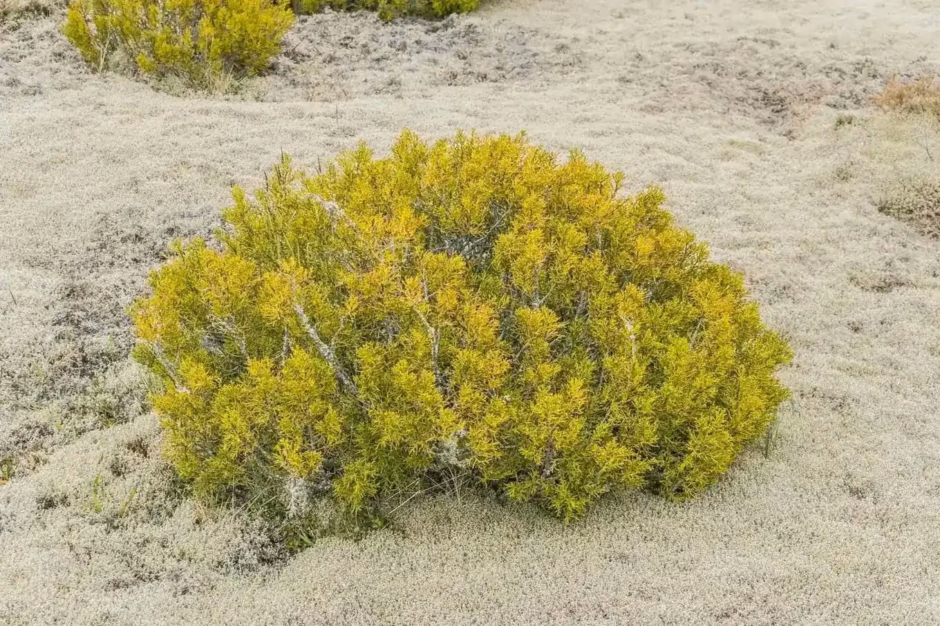 Bog Pine