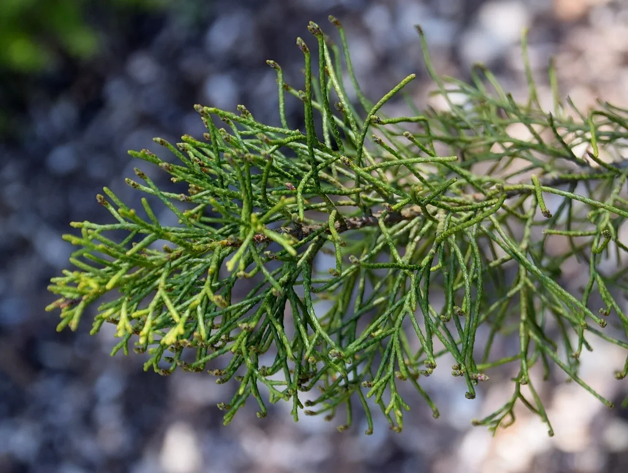 Yellow Pine (Halocarpus biformis)