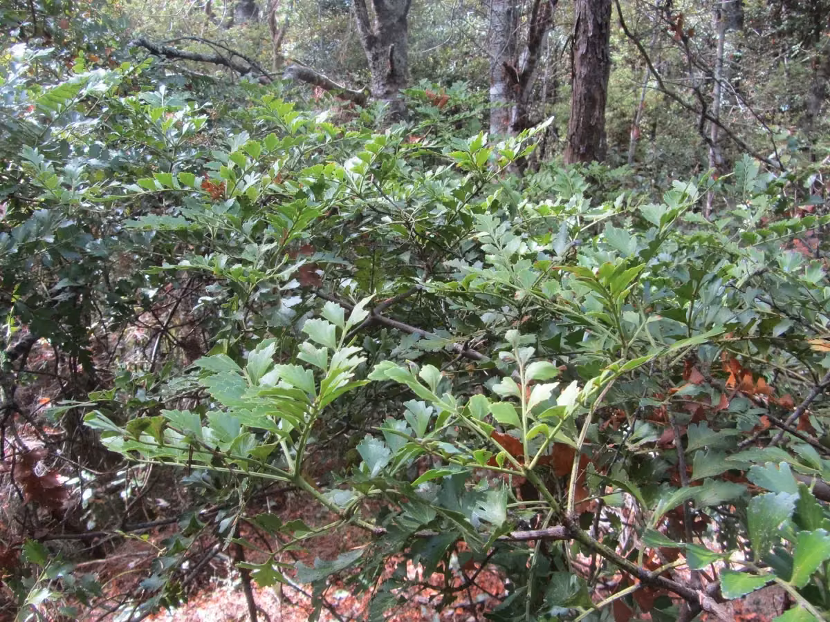Shrubby Haloragis (Haloragis erecta)