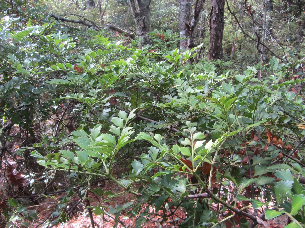 Shrubby Haloragis (Haloragis erecta subsp. erecta) showing upright reddish stems with opposite serrated leaves and tiny flowers