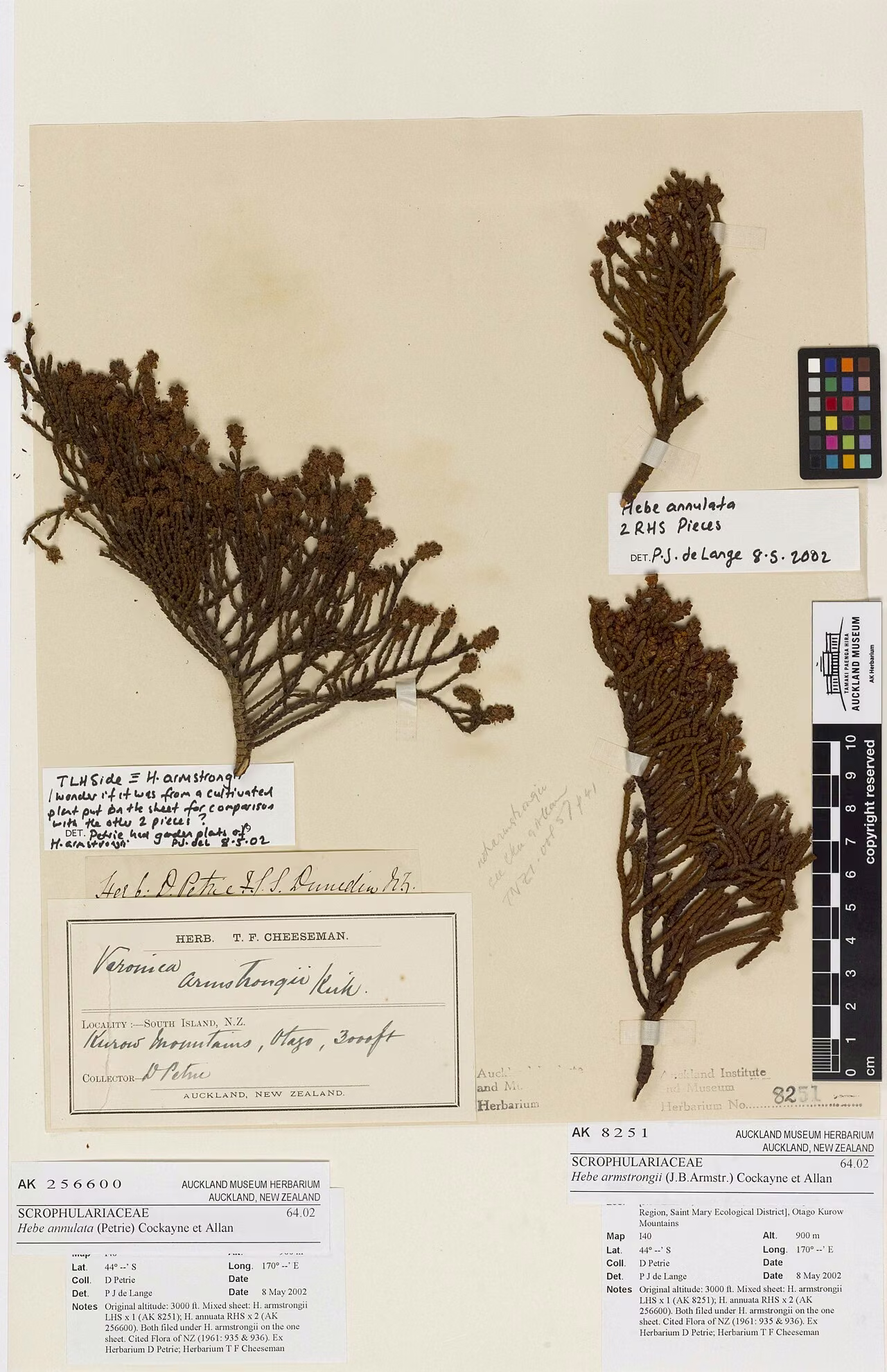 Hebe annulata (Hebe annulata)