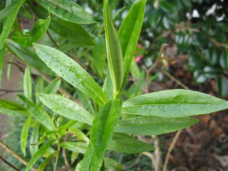 Hebe breviracemosa (Hebe breviracemosa)
