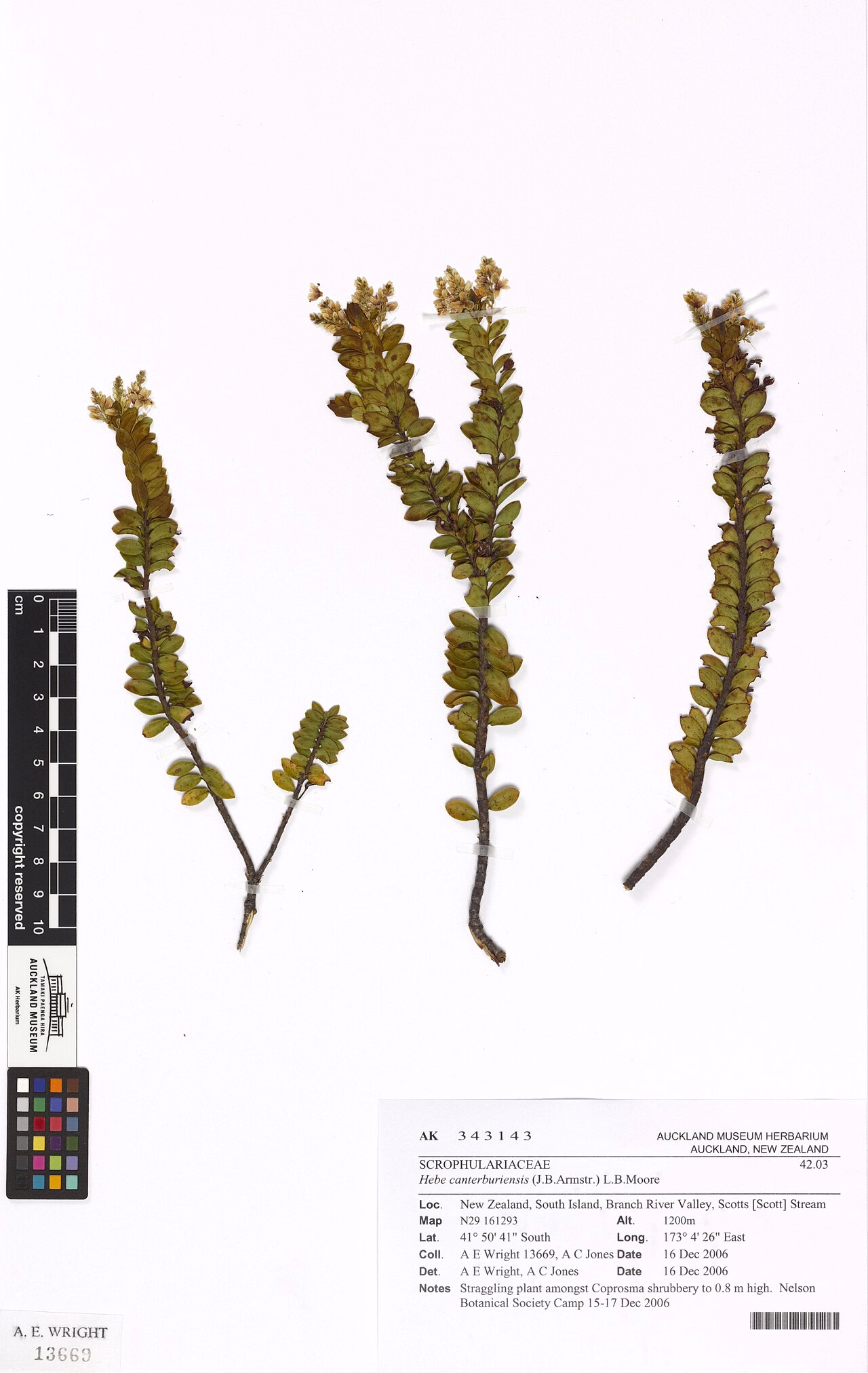 Hebe canterburiensis (Hebe canterburiensis)
