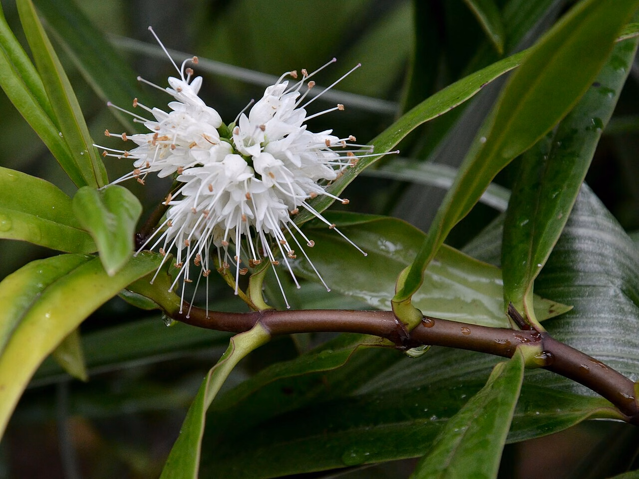 Hebe corriganii (Hebe corriganii) hero image
