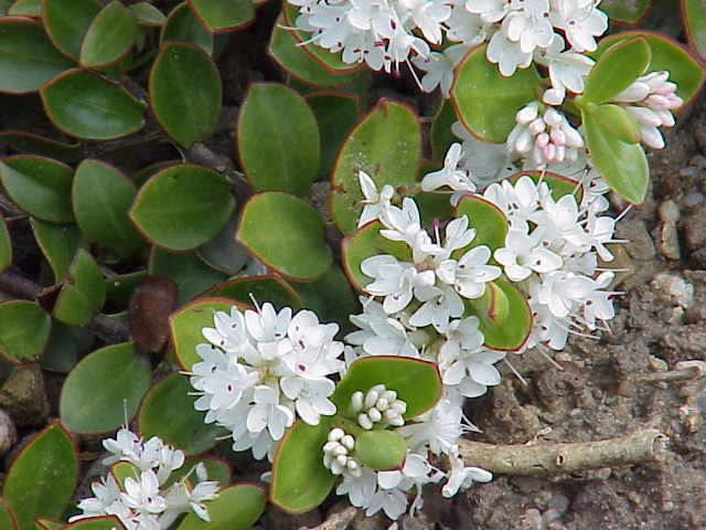 Hebe decumbens (Hebe decumbens)