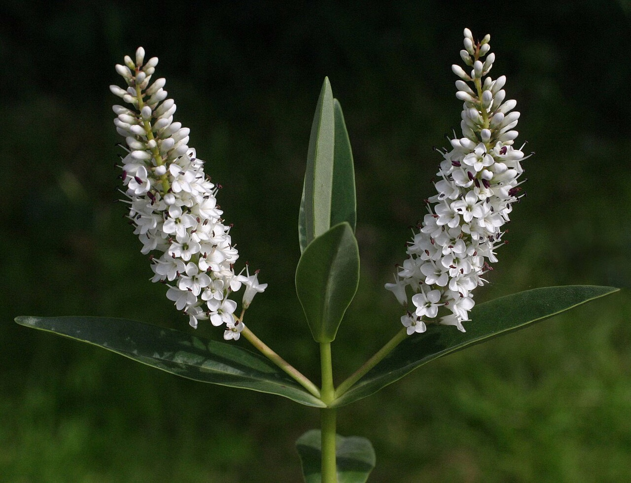 Hebe dieffenbachii (Hebe dieffenbachii)