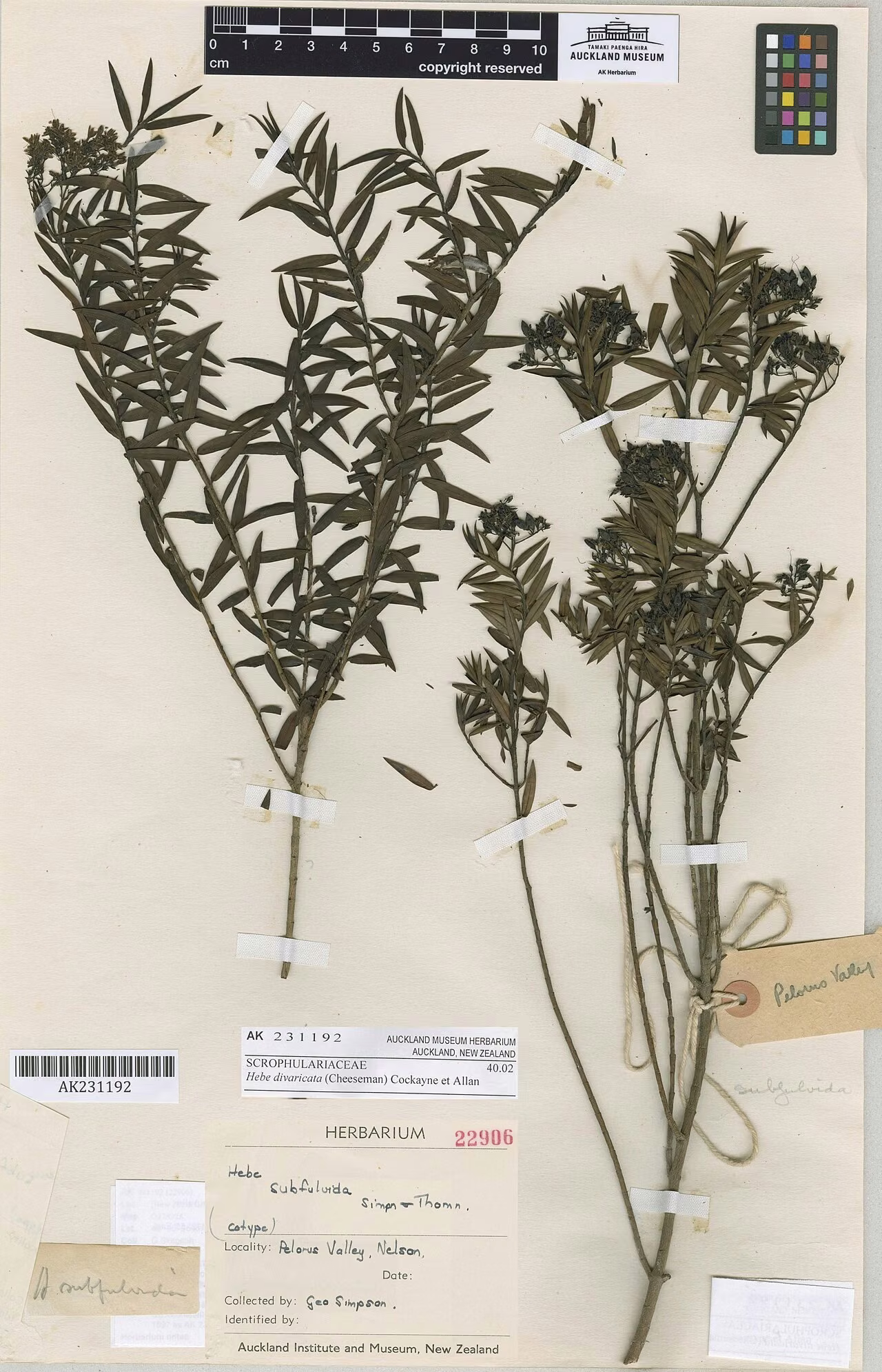 Hebe divaricata (Hebe divaricata)