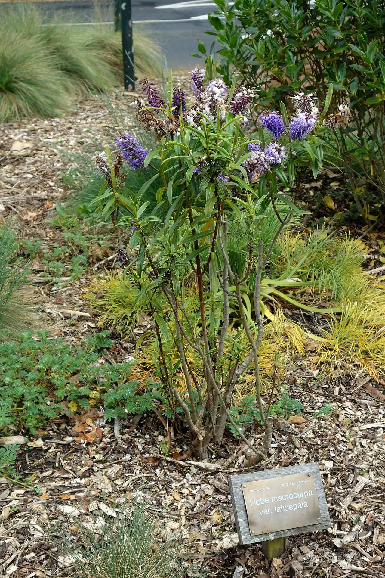 Hebe macrocarpa var. latisepala (Hebe macrocarpa var. latisepala)