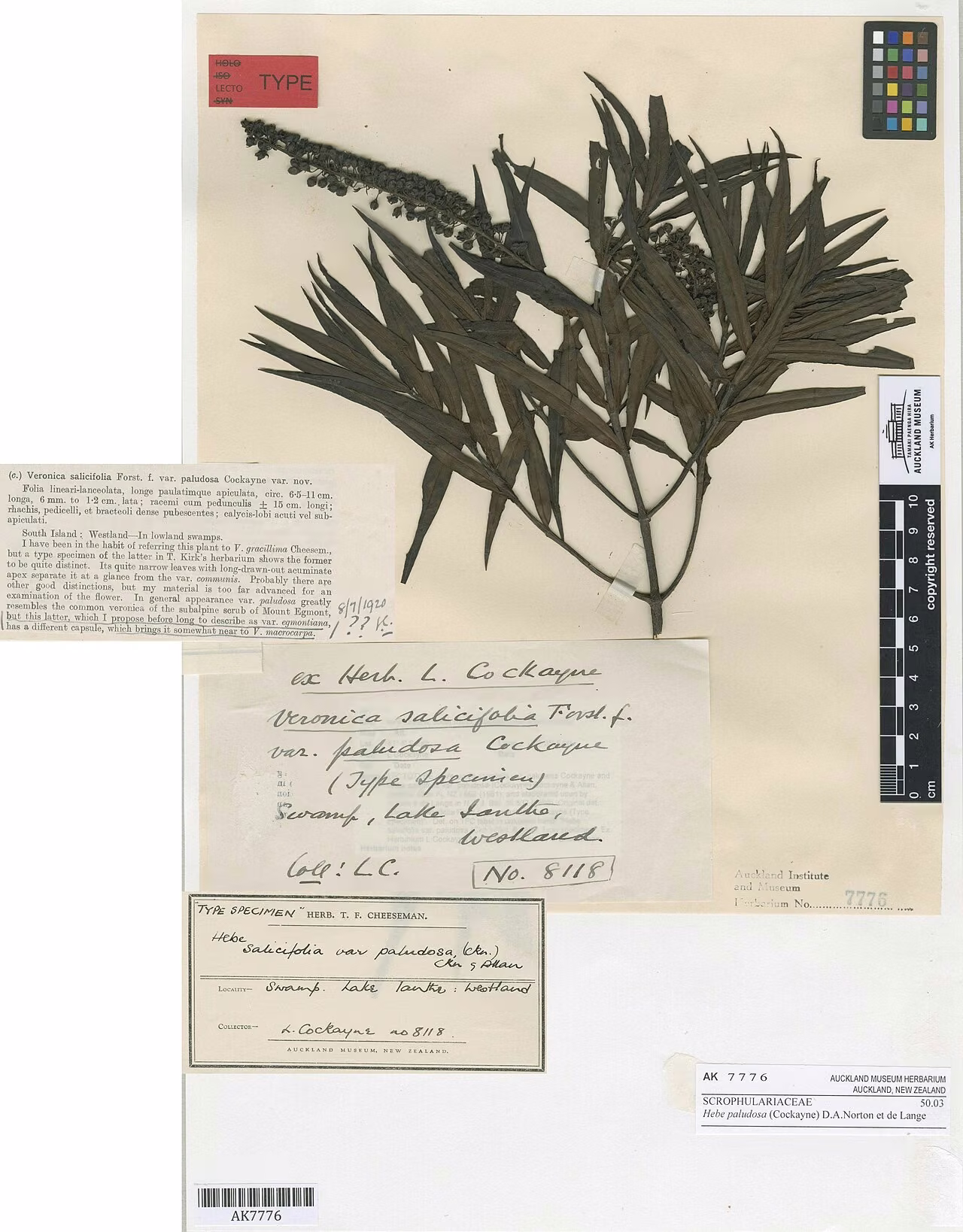 Hebe paludosa (Hebe paludosa)