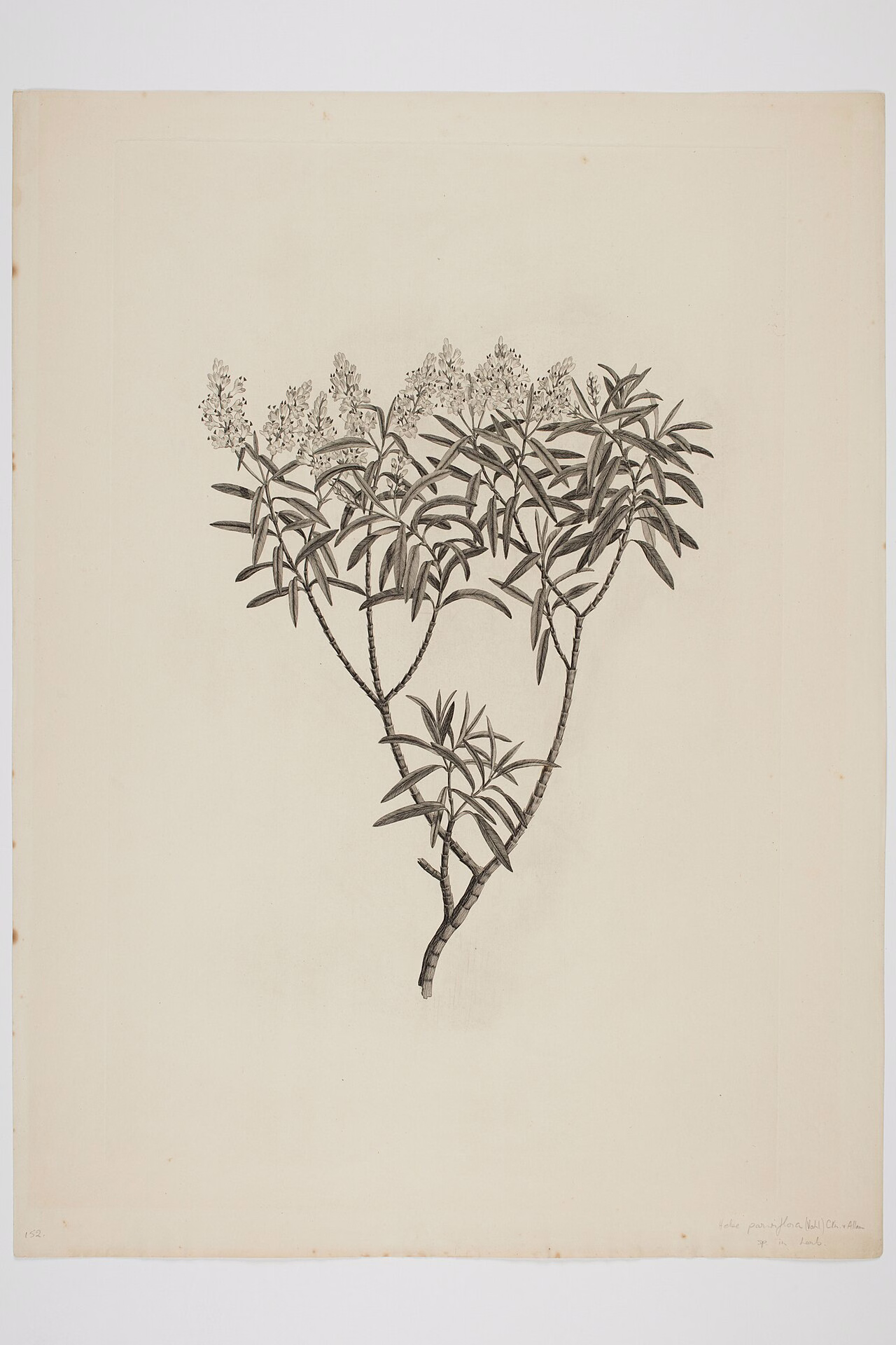 Hebe parviflora (Hebe parviflora)