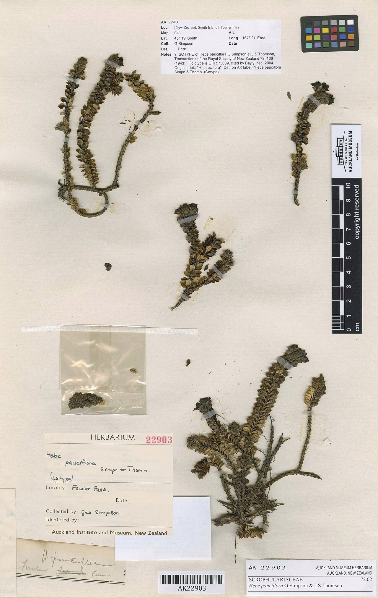 Hebe pauciflora (Hebe pauciflora) hero image