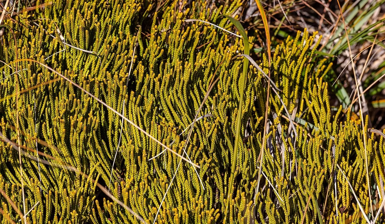Hebe propinqua (Hebe propinqua)