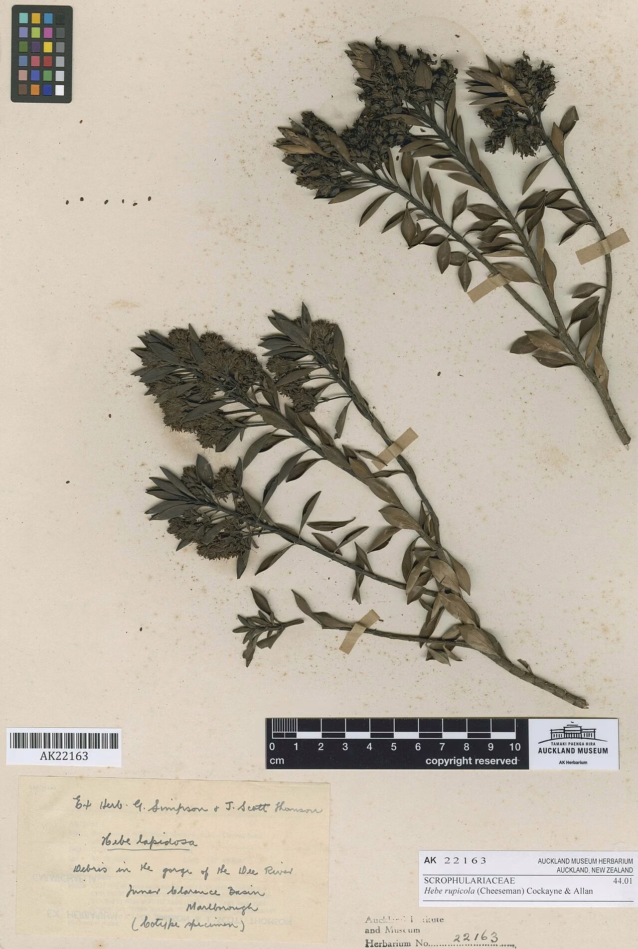 Hebe rupicola (Hebe rupicola)