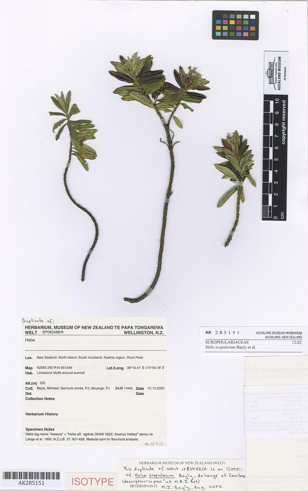 Hebe scopulorum (Hebe scopulorum) hero image