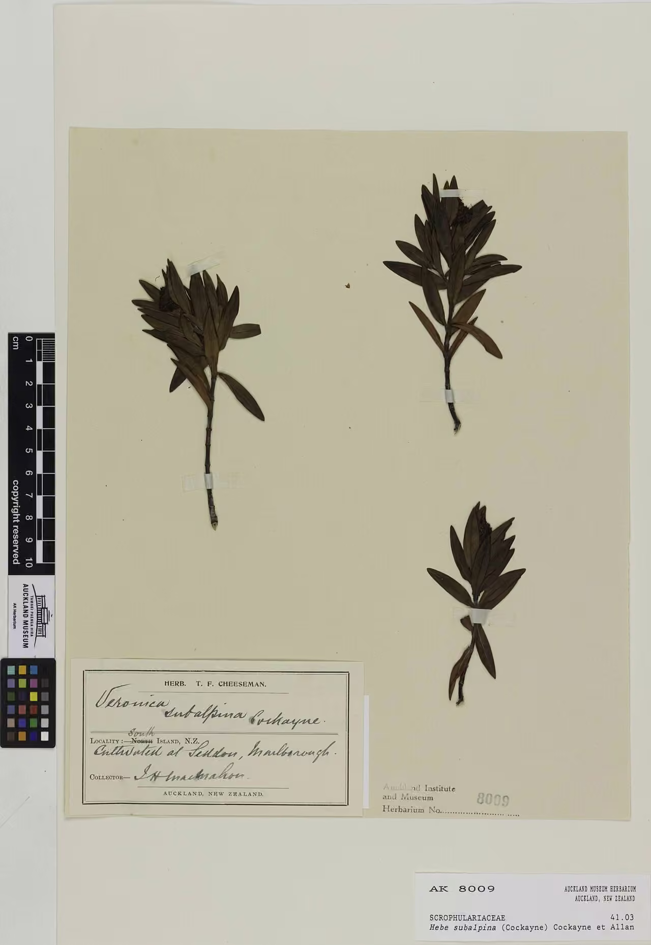 Hebe subalpina (Hebe subalpina)