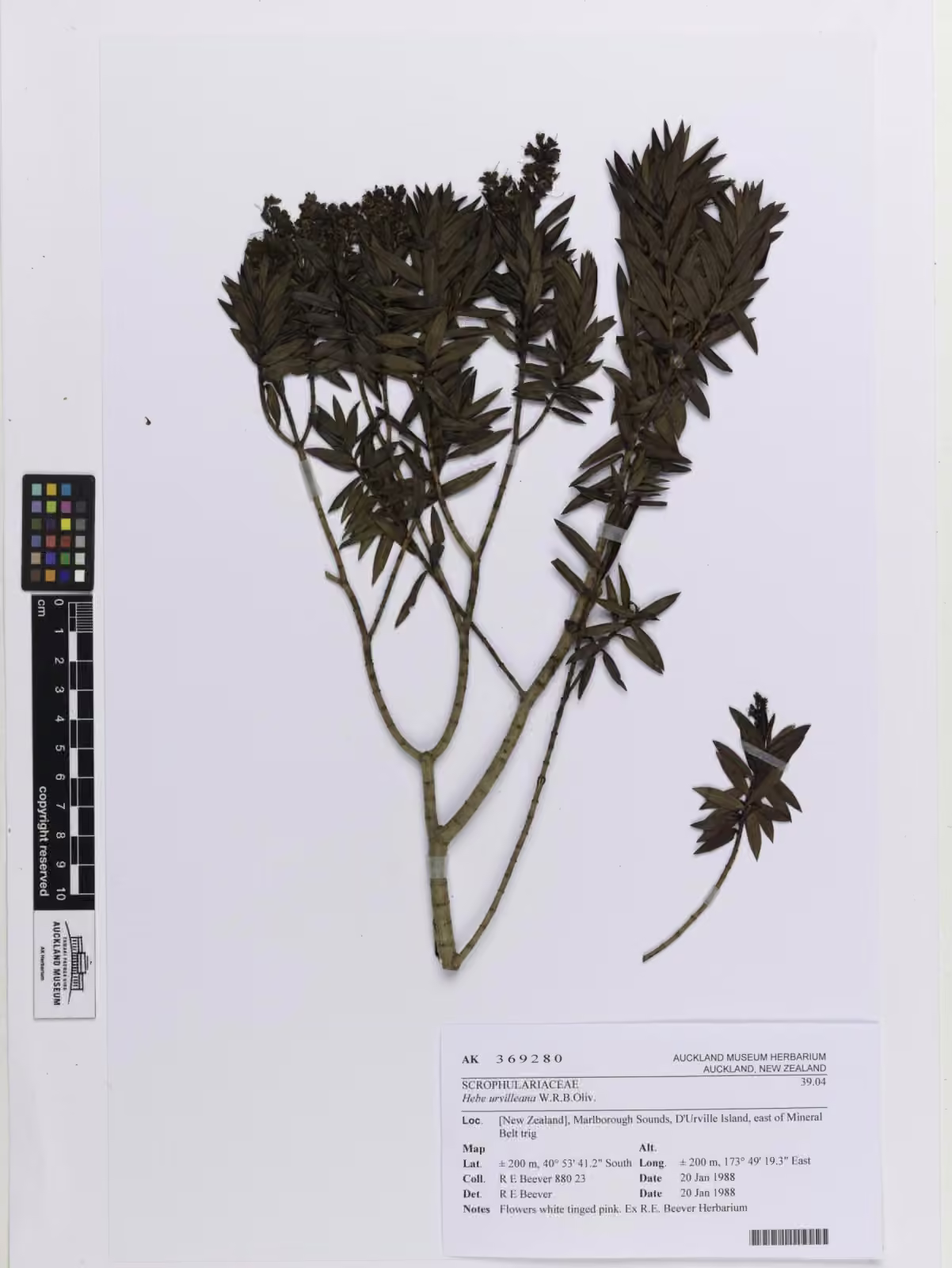 Hebe urvilleana (Hebe urvilleana)