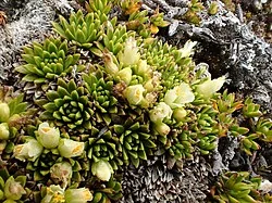 Hectorella (Hectorella caespitosa) hero image