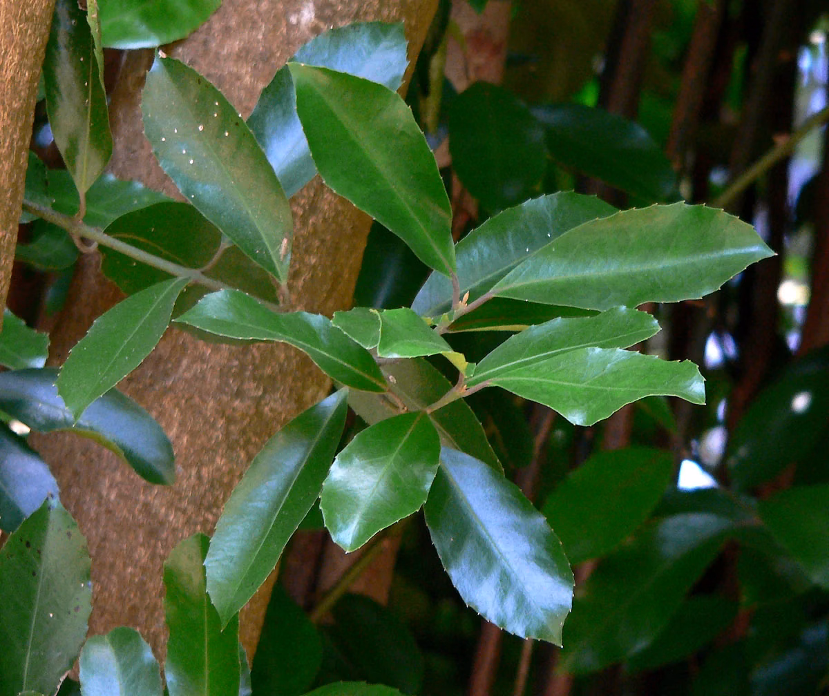 Hedycarya Arborea