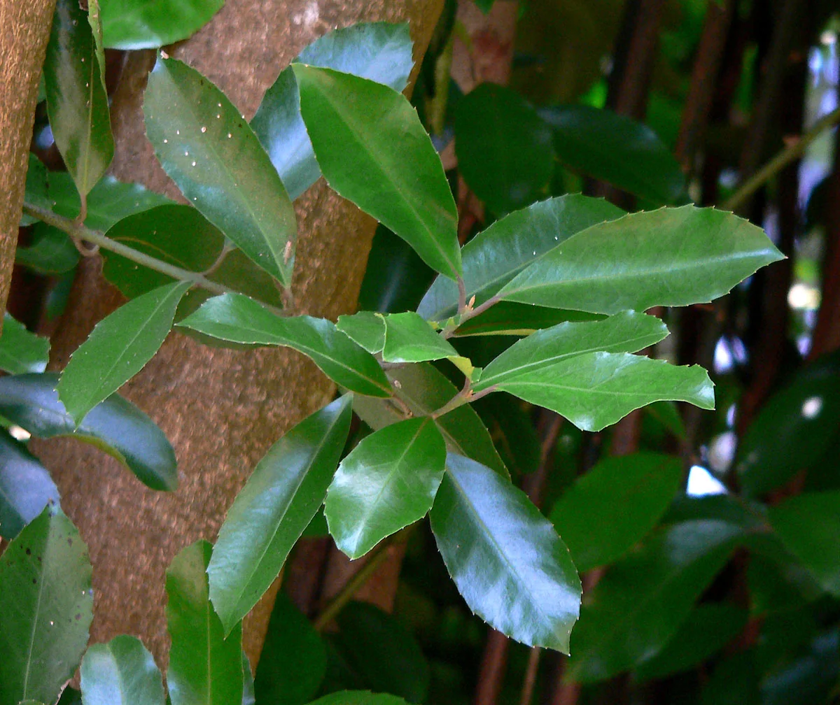 Pigeonwood