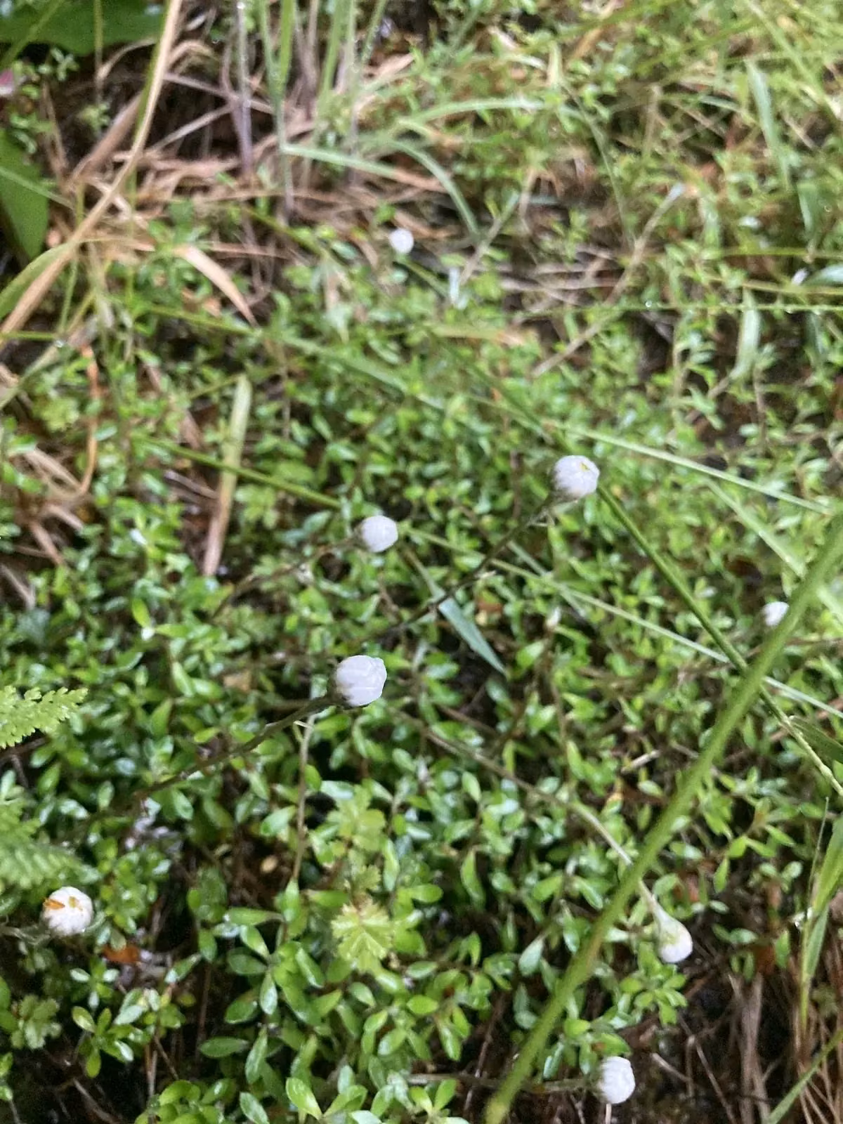 Helichrysum Filicaule Native Plant (Helichrysum filicaule)