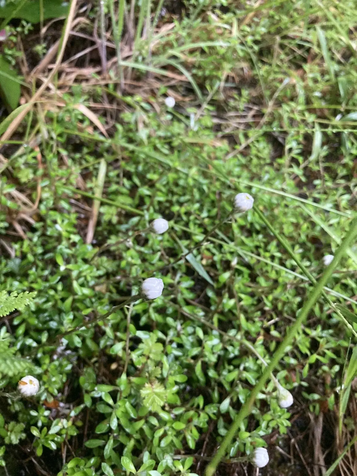 Helichrysum Filicaule Native Plant (Helichrysum filicaule)