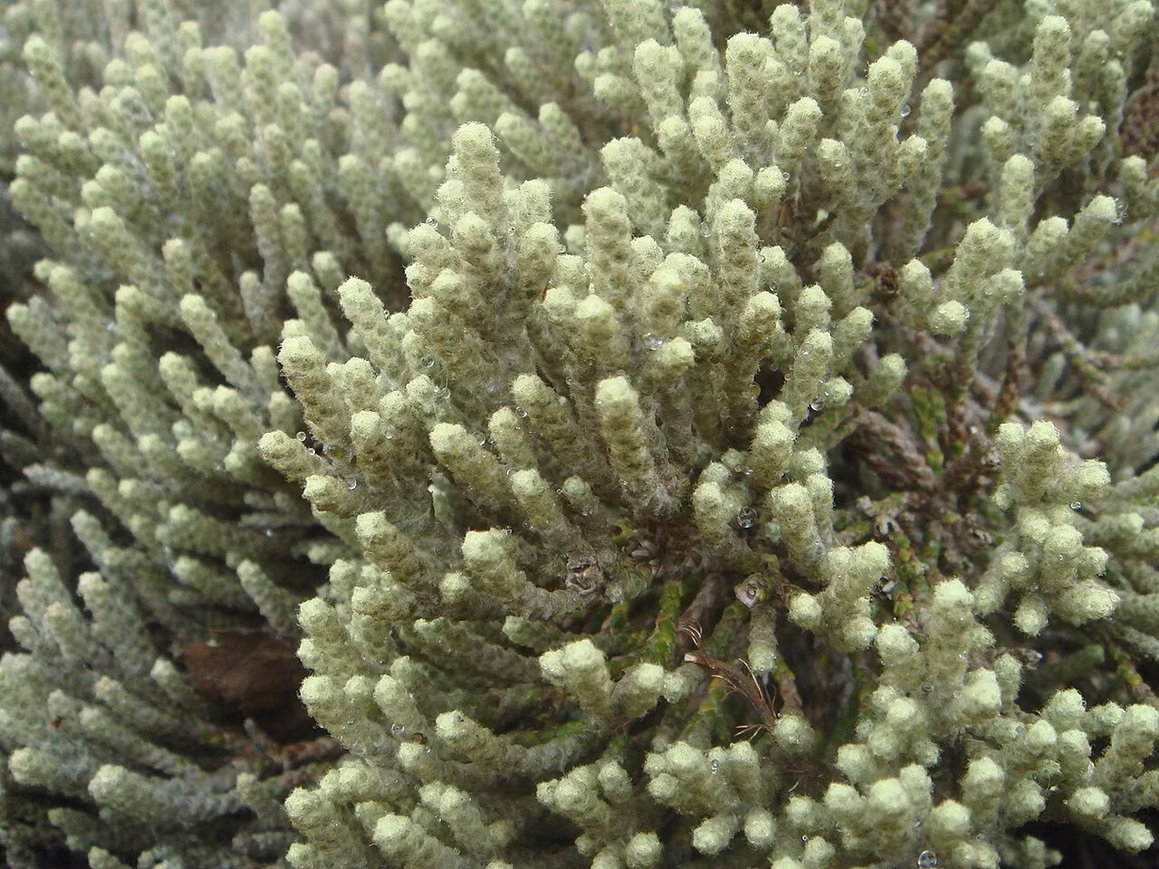 Helichrysum plumeum (Helichrysum plumeum)
