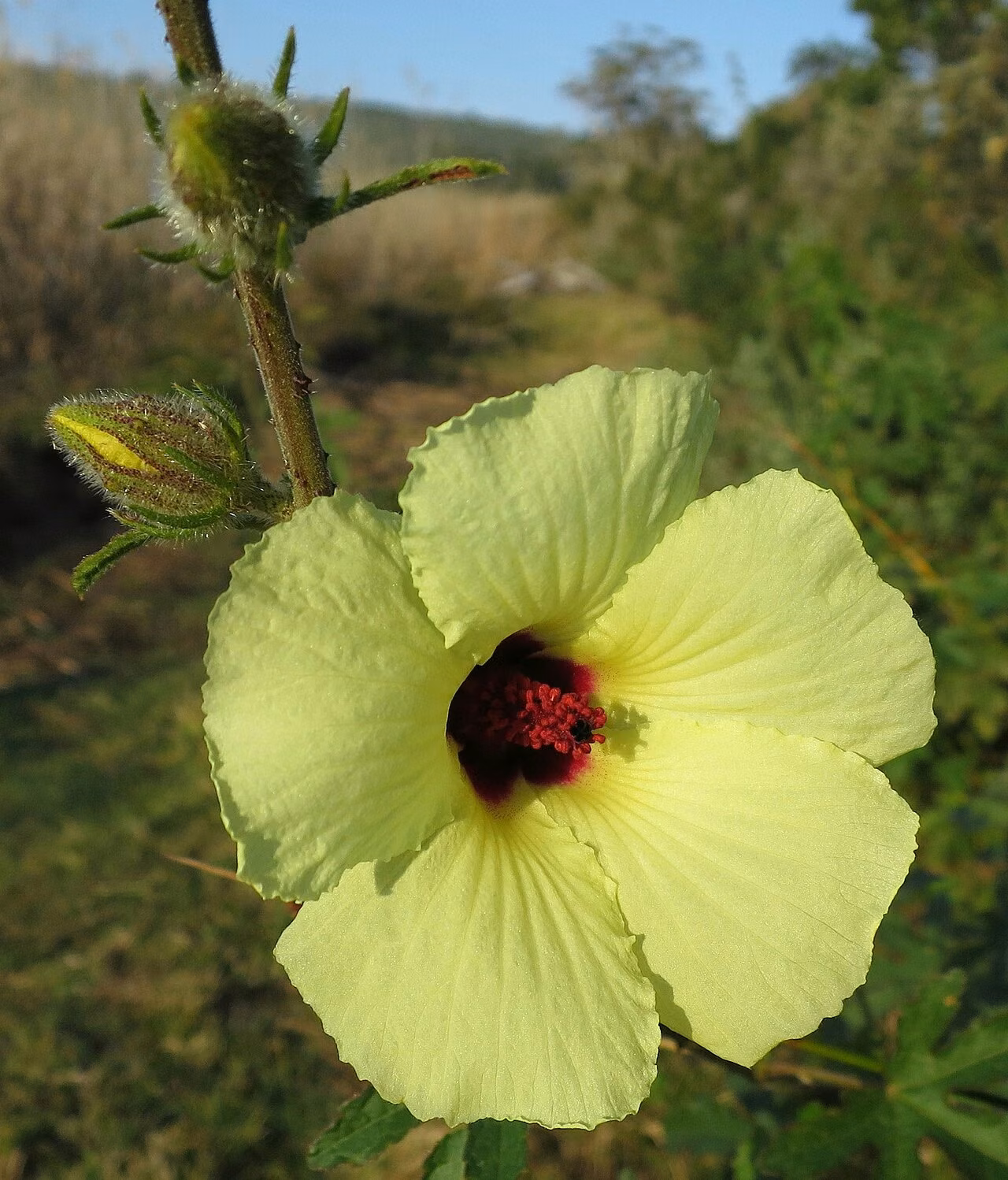 Hibiscus diversifolius subsp. diversifolius (Hibiscus diversifolius subsp. diversifolius)