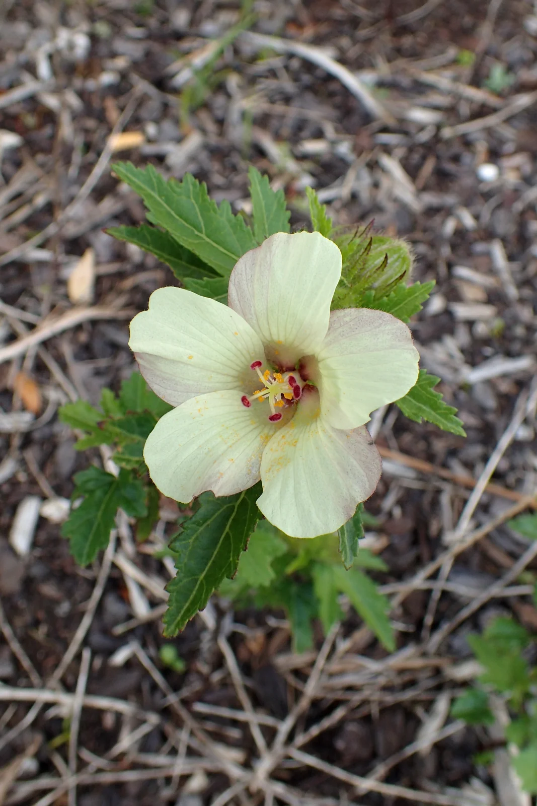 Hibiscus Richardsonii Native Plant (Hibiscus richardsonii)