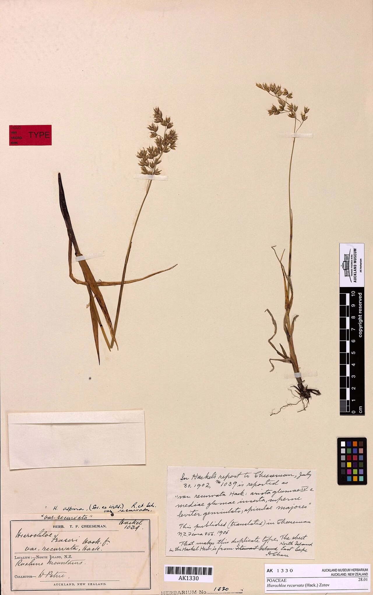 Hierochloe recurvata (Hierochloe recurvata)