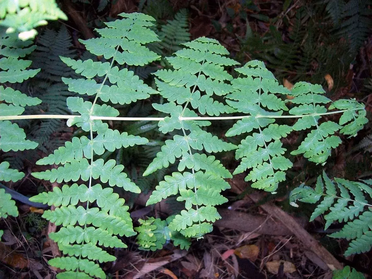 Water Fern (Histiopteris incisa)