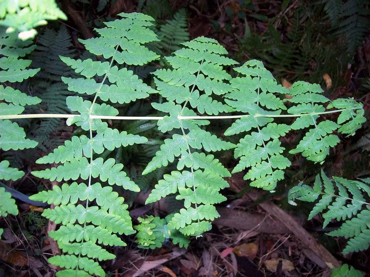Water Fern (Histiopteris incisa)