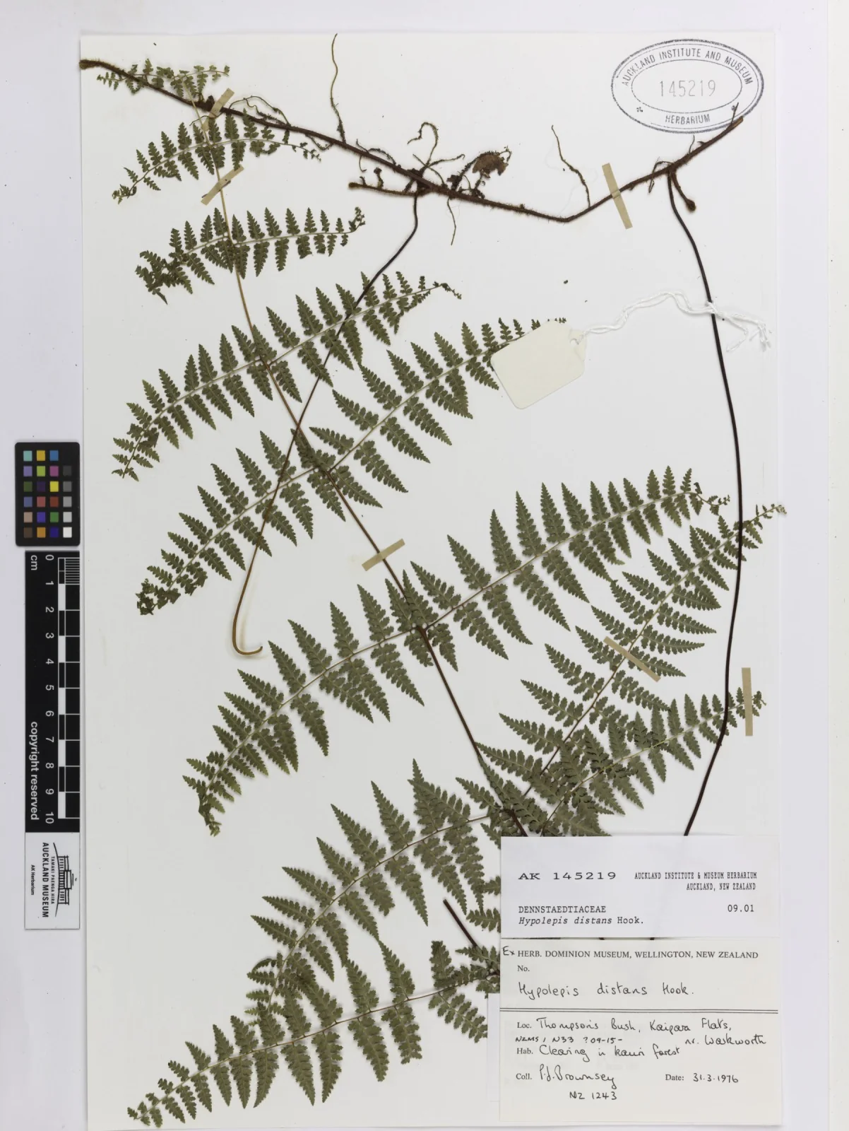 Hiya Distans Native Plant (Hiya distans)