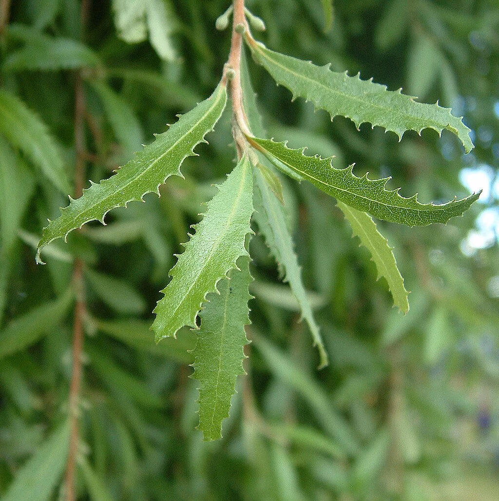 Hoheria Angustifolia