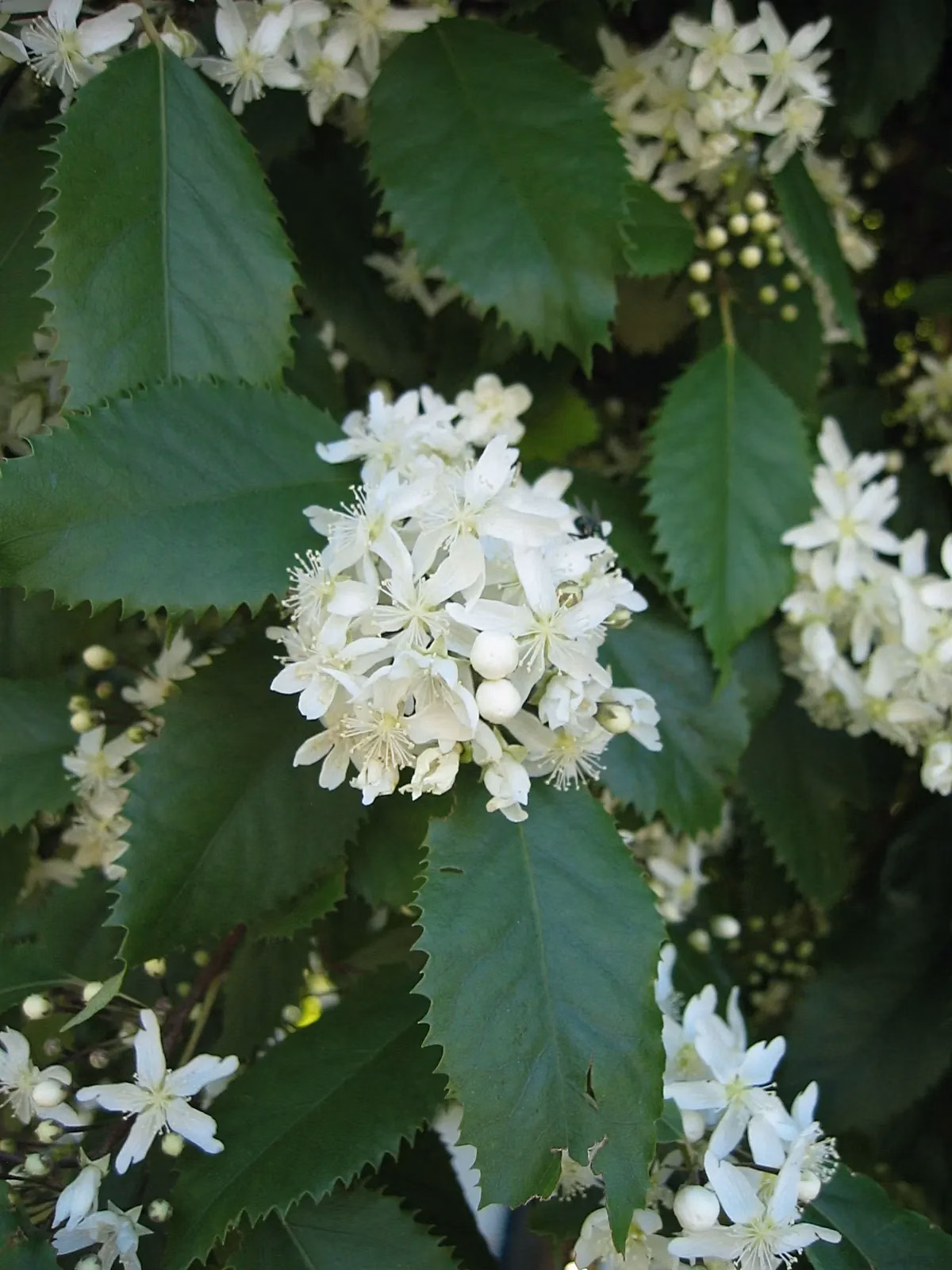 Poor Knights Houhere (Hoheria equitum)