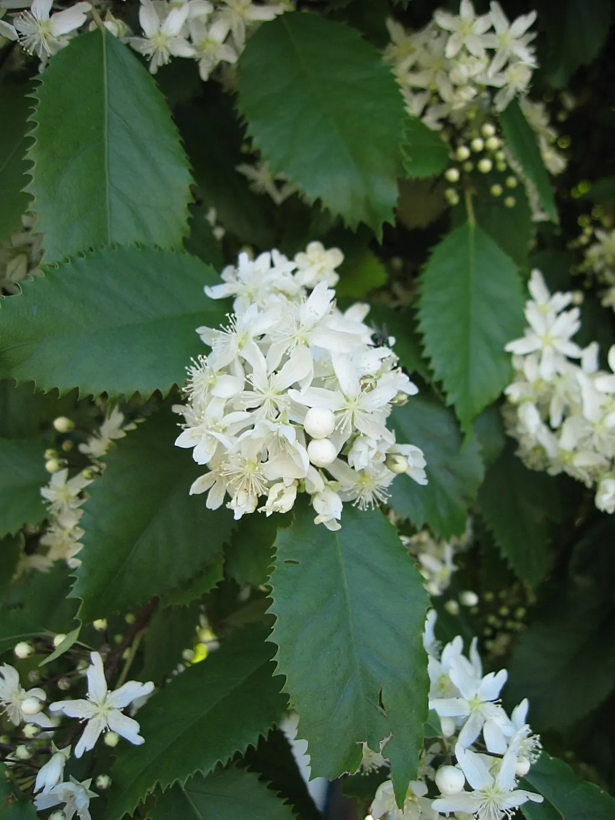 Poor Knights Houhere (Hoheria equitum) showing yellow-green elliptic leaves and white summer lacebark flowers on a small tree