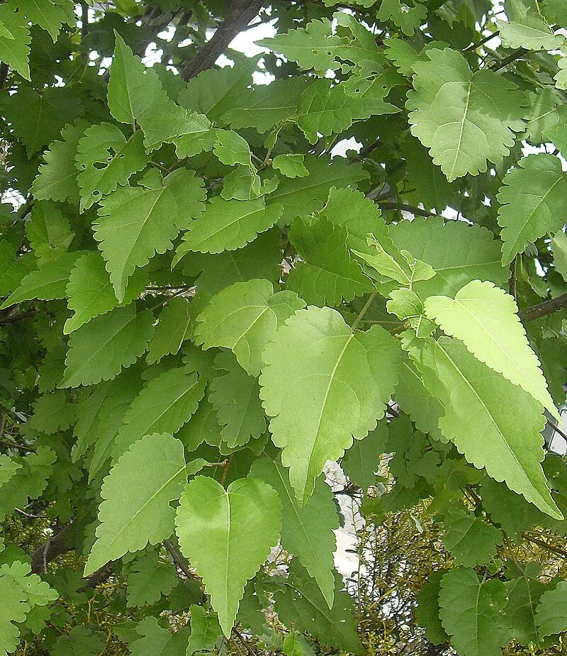 Hoheria glabrata hero image