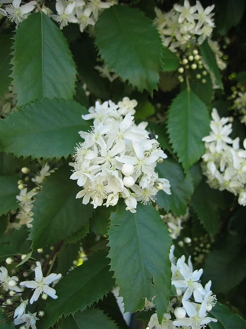 Lacebark (Hoheria populnea)